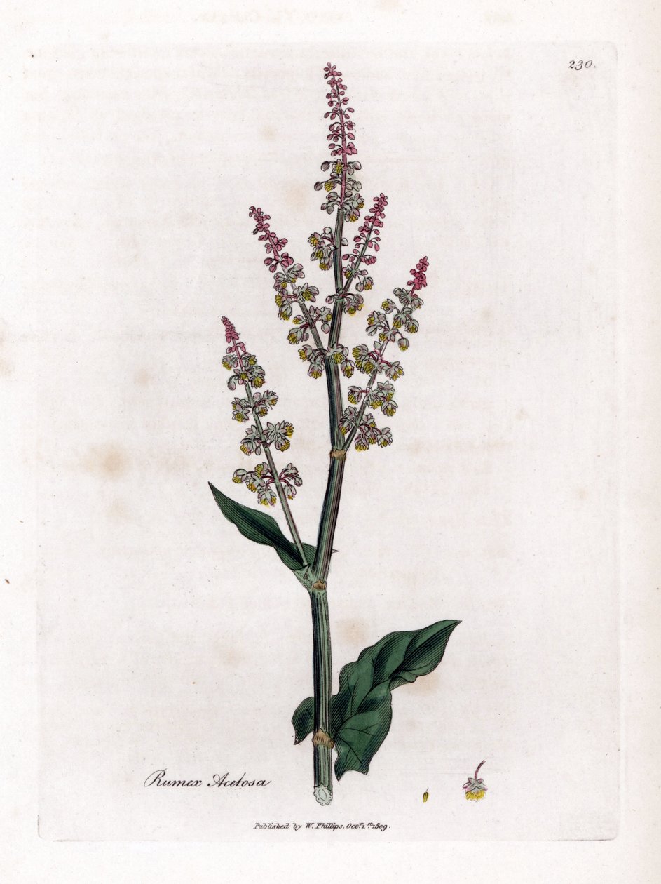 Harvinainen oseillle tai iso suolaheinä - Puutarhasukela, Rumex acetosa. Käsinvärinen kuparilevykaiverrus James Sowerbyn kasvitieteellisestä kuvituksesta William Woodvillesta ja Sir William Jackson Hookerin "" Medical Botany" -teoksesta, John Bohn, Lontoo tekijältä James Sowerby