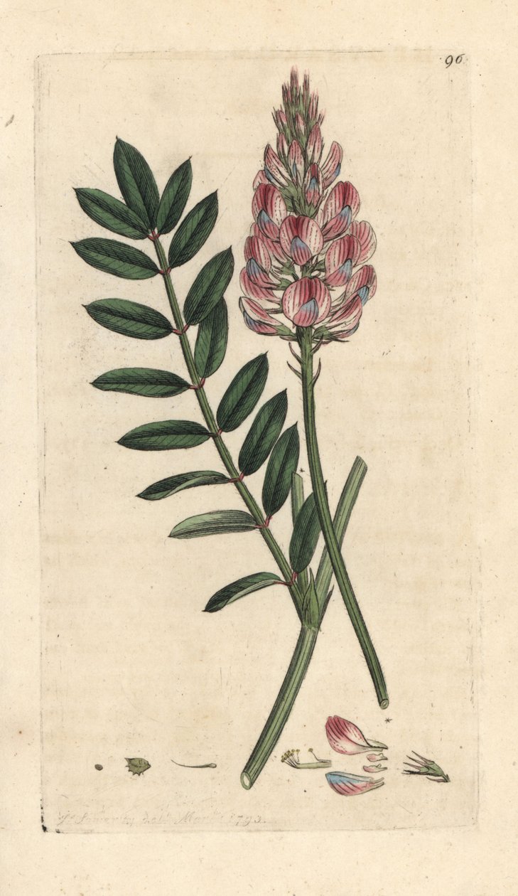 Harvinainen espresso, Onobrychis viciifolia (Hedysarum onobrychis) (Esponen viljely) Käsinvärinen kuparikaiverrus James Sowerbyn piirustuksen jälkeen James Smithin Englannin kasvitieteestä Lontoossa tekijältä James Sowerby