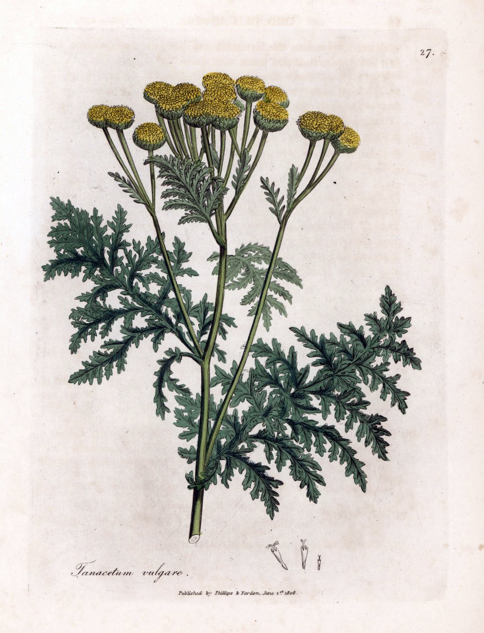 Tavallinen tansy tai splash - Tansy, Tanacetum vulgare. Käsinvärinen kuparilevykaiverrus James Sowerbyn kasvitieteellisestä kuvituksesta William Woodvillesta ja Sir William Jackson Hookerin "" Medical Botany" -teoksesta, John Bohn, Lontoo tekijältä James Sowerby