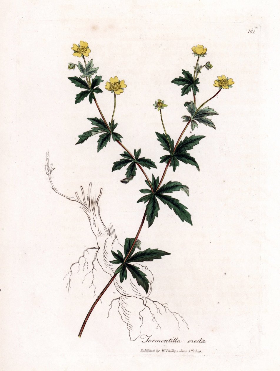 Tavallinen tormentil, Potentilla erecta. Käsinvärinen kuparilevykaiverrus James Sowerbyn kasvitieteellisestä kuvituksesta William Woodvillesta ja Sir William Jackson Hookerin "" Medical Botany" -teoksesta, John Bohn, Lontoo tekijältä James Sowerby