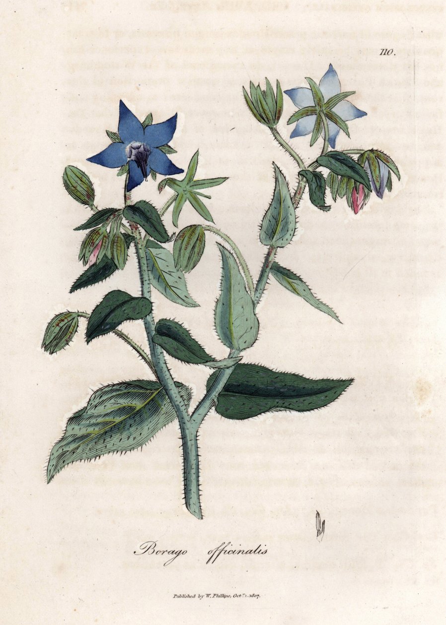 Ylellinen purasruoho. Käsinvärjätty kuparikaiverrus James Sowerbyn (1757-1822) piirroksesta Botanique Medicinalessa tekijältä James Sowerby