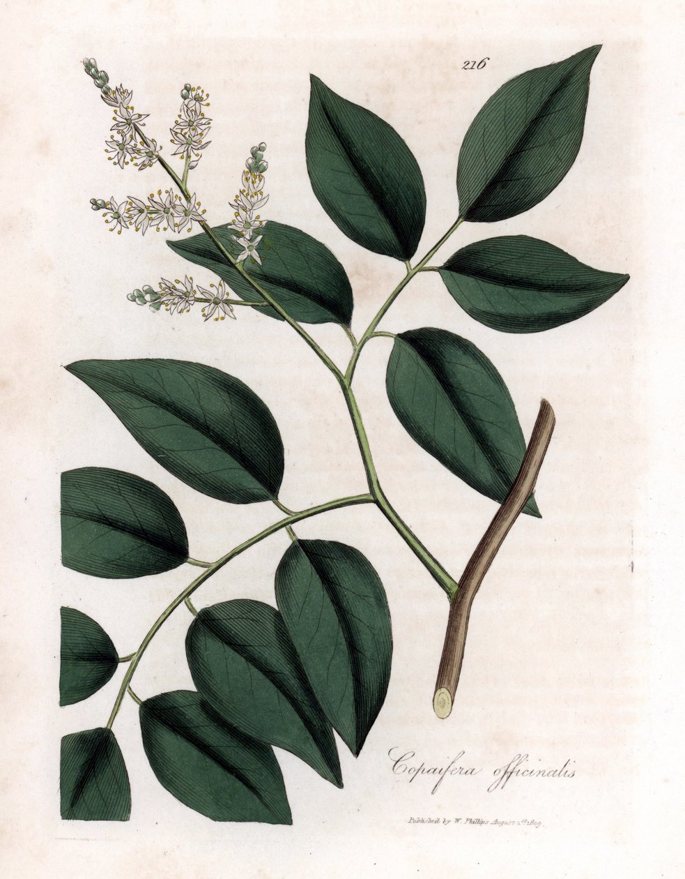Copaier - Copaivan balsami, Copaifera officinalis. Käsinvärinen kuparilevykaiverrus James Sowerbyn kasvitieteellisestä kuvituksesta William Woodvillesta ja Sir William Jackson Hookerin "" Medical Botany" -teoksesta, John Bohn, Lontoo tekijältä James Sowerby