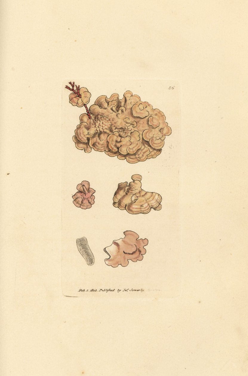 Korallilajit, Corallina auriculariaeformis. (Cactus coralline, Halimedia opuntia?) James Sowerbyn käsinvärinen kuparikaiverrus The British Miscellanysta tai värillisiä hahmoja uusista, harvinaisista tai vähän tunnetuista eläimistä. tekijältä James Sowerby