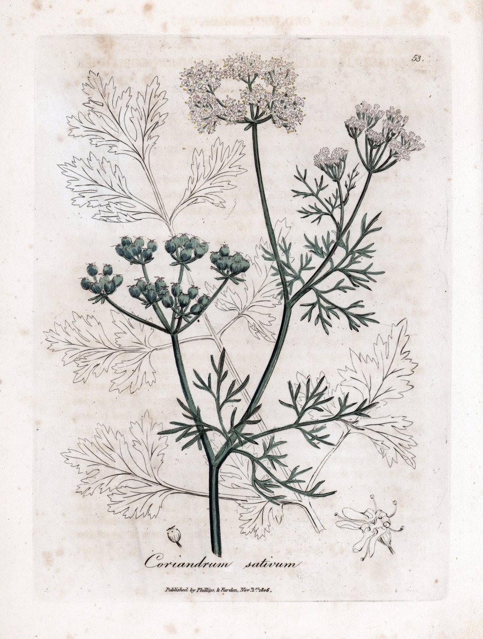 Korianteri (Coriandrum sativum). Käsinvärjätty kuparikaiverrus James Sowerbyn kuvituksesta. Ote William Woodvillen ja Sir William Jackson Hookerin kirjasta "" Botanique medicale"" 1832. Väsymätön Sowerby (1757-1822) veti enemmän kuin tekijältä James Sowerby