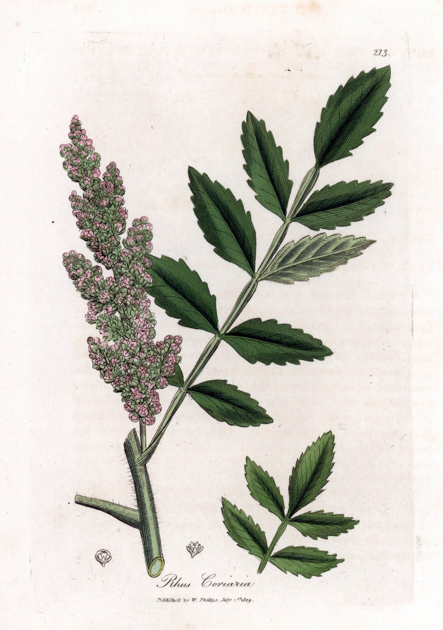 Corroyere eli korroyeureiden tai matkailijoiden sumakki - Jalavalehtinen sumakki, Rhus coriaria. Käsinvärinen kuparilevykaiverrus James Sowerbyn kasvitieteellisestä kuvituksesta William Woodvillesta ja Sir William Jackson Hookerin "" Medical Botany" -teoks tekijältä James Sowerby