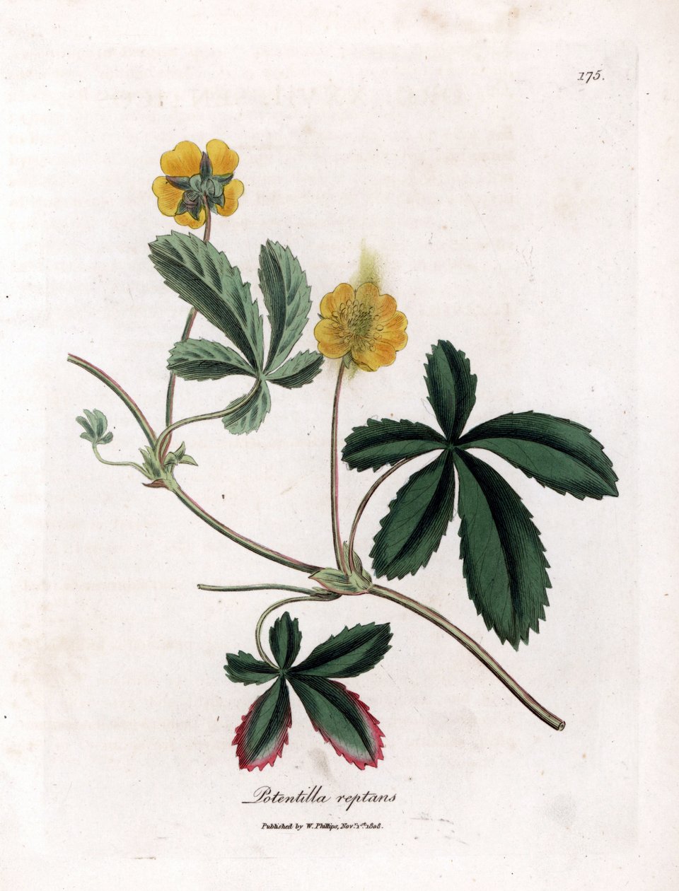 Creeping cinquefoil tai quintefeuille - Tavallinen cinquefoil, Potentilla reptans. Käsinvärinen kuparilevykaiverrus James Sowerbyn kasvitieteellisestä kuvituksesta William Woodvillesta ja Sir William Jackson Hookerin "" Medical Botany" -teoksesta, John Boh tekijältä James Sowerby