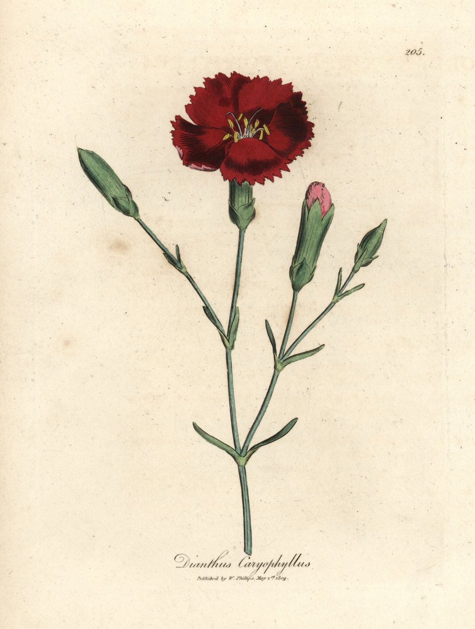 Crimson neilikka, neilikka pinkki, Dianthus caryophyllus tekijältä James Sowerby