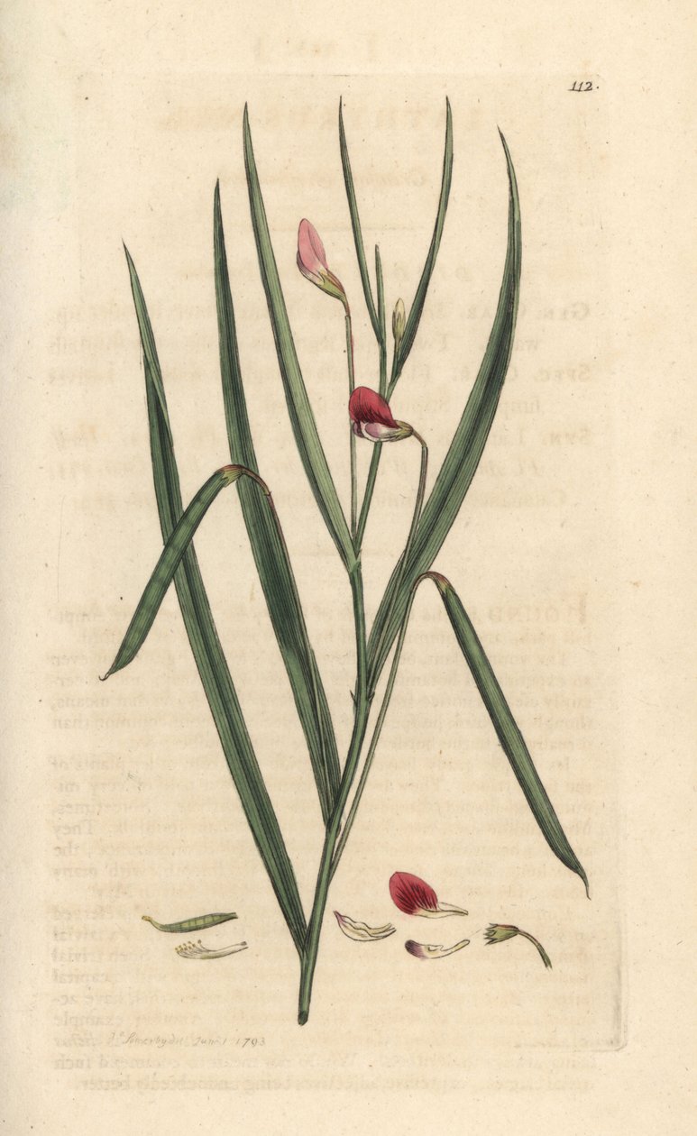 Crimson grassvetch, Lathyrus nissolia. Käsinvärinen kuparikaiverrus James Sowerbyn kuvituksen jälkeen James Smithin Englannin kasvitieteellisestä lehdestä Lontoossa tekijältä James Sowerby