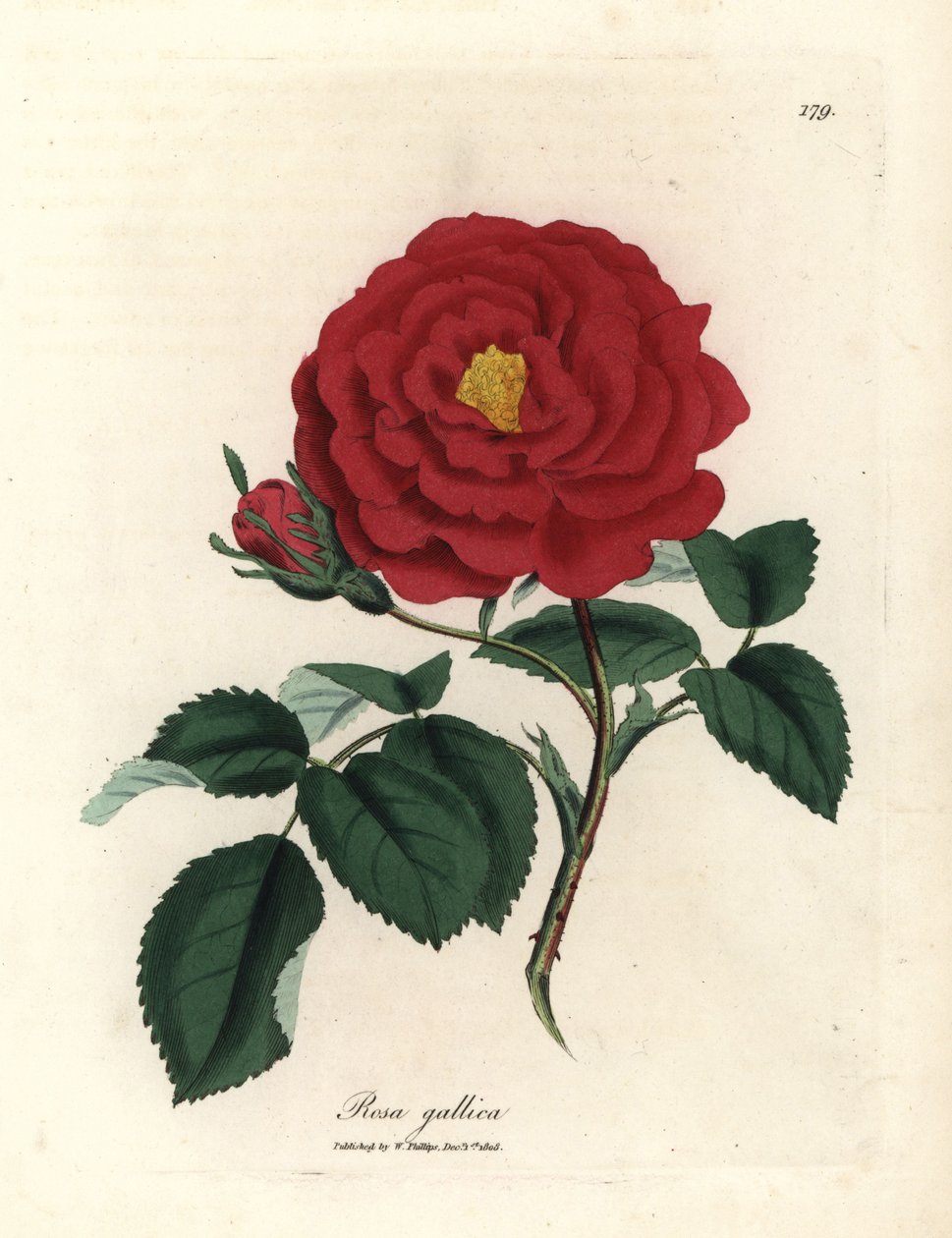 Crimson officinal ruusu, Rosa gallica tekijältä James Sowerby
