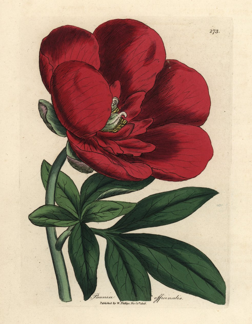 Crimson pioni, Paeonia officinalis tekijältä James Sowerby