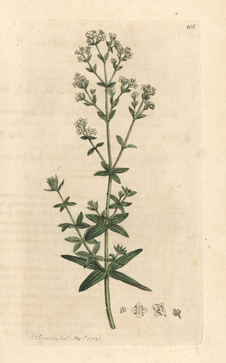 Ristilehtinen naisten sängynolki, Galium boreale (gaillet boreal) Käsinvärinen kuparikaiverrus James Sowerbyn kuvituksen mukaan James Smithin Englannin kasvitieteellisestä teoksesta Lontoossa tekijältä James Sowerby