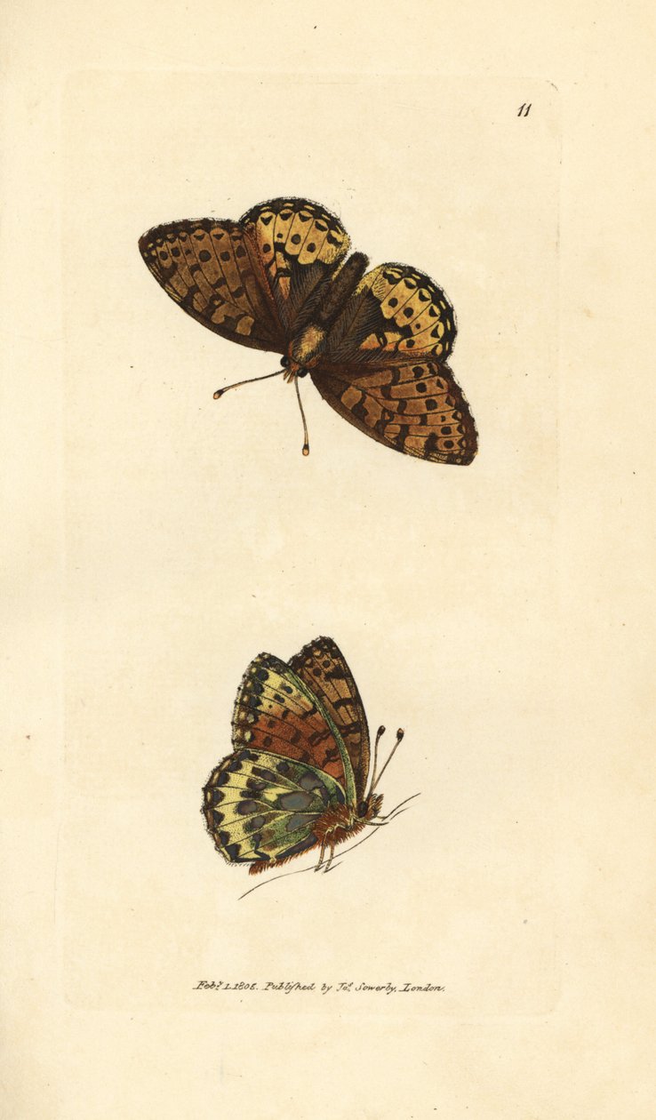 Tummanvihreä fritillary, Argynnis aglaia (Charlotte butterfly, Papilio charlotta). James Sowerbyn käsinvärinen kuparikaiverrus The British Miscellanysta tai värillisiä hahmoja uusista, harvinaisista tai vähän tunnetuista eläimistä. tekijältä James Sowerby