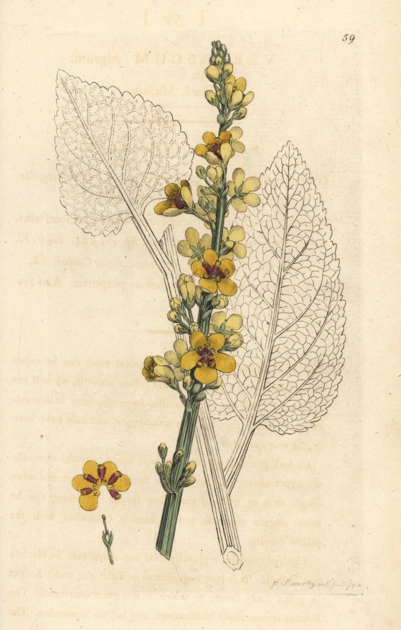 Tumma mullein, Verbasum nigrum (musta molene) Käsinvärinen kuparikaiverrus James Sowerbyn kuvituksen jälkeen James Smithin Englannin kasvitieteellisestä lehdestä Lontoossa tekijältä James Sowerby