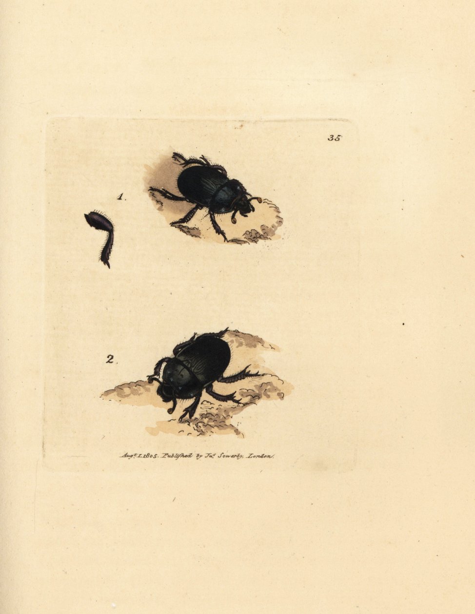 Dor-kuoriainen tai maata tyrvyttävä lantakuoriainen, Geotrupes puncticollis (Scarabaeus spiniger). James Sowerbyn käsinvärinen kuparikaiverrus The British Miscellanysta tai värillisiä hahmoja uusista, harvinaisista tai vähän tunnetuista eläimistä. tekijältä James Sowerby