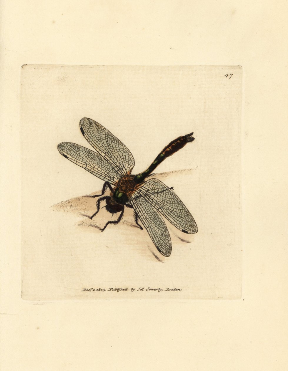 Untuvainen smaragdi sudenkorento, Cordulia aenea (Metallinen sudenkorento, Libellula aenea). James Sowerbyn käsinvärinen kuparikaiverrus The British Miscellanysta tai värillisiä hahmoja uusista, harvinaisista tai vähän tunnetuista eläimistä. tekijältä James Sowerby