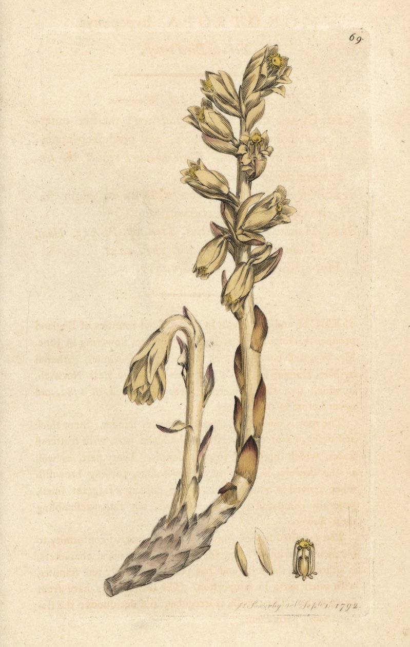 Hollantilainen piippu, Monotropa hypopitys (Keltainen linnunpesä, Monotropa hypopithys) (Aristoloche) Käsinvärinen kuparilevykaiverrus James Sowerbyn piirustuksen jälkeen James Smithin Englannin kasvitieteestä Lontoossa tekijältä James Sowerby