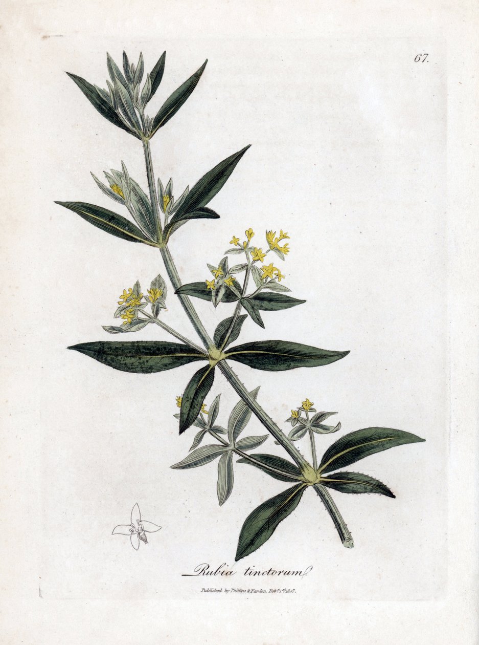 Dyerin madder, Rubia tinctorum. Käsinvärinen kuparilevykaiverrus James Sowerbyn kasvitieteellisestä kuvituksesta William Woodvillesta ja Sir William Jackson Hookerin "" Medical Botany" -teoksesta, John Bohn, Lontoo tekijältä James Sowerby