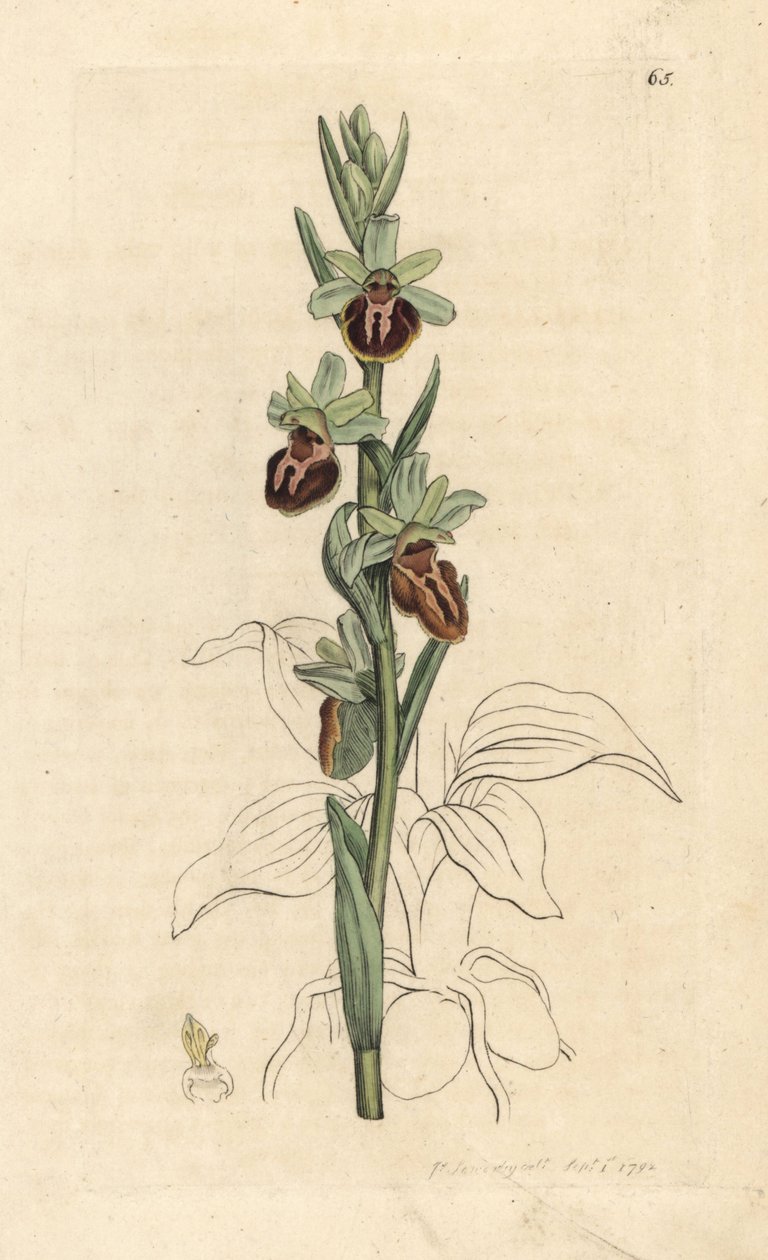 Varhainen hämähäkkiorkidea, Ophrys sphegodes (Spider orchis, Ophrys aranifera). Käsinvärinen kuparikaiverrus James Sowerbyn kuvituksen jälkeen James Smithin Englannin kasvitieteellisestä lehdestä Lontoossa tekijältä James Sowerby
