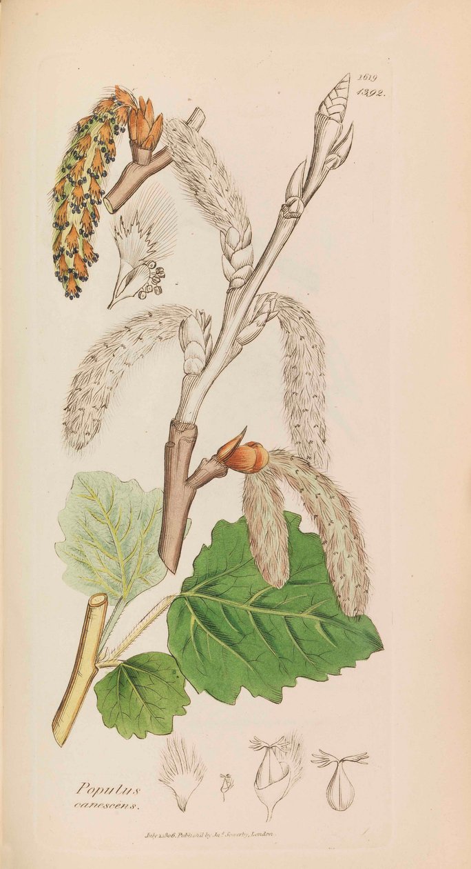 Englantilainen kasvitiede, 1790-1800. tekijältä James Sowerby