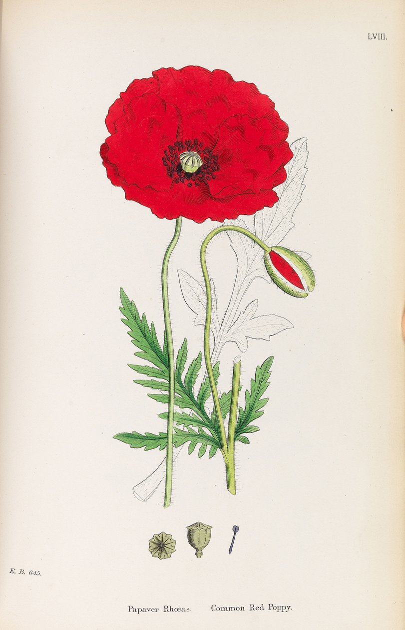 Englantilainen kasvitiede, 1790-1800. tekijältä James Sowerby