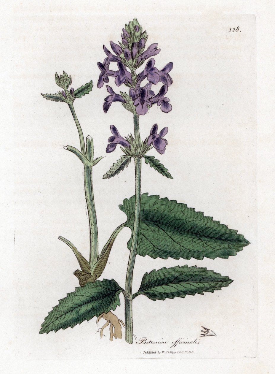 Epiary officinale tai betoine - Puubetoni, Stachys officinalis. Käsinvärinen kuparilevykaiverrus James Sowerbyn kasvitieteellisestä kuvituksesta William Woodvillesta ja Sir William Jackson Hookerin "" Medical Botany" -teoksesta, John Bohn, Lontoo tekijältä James Sowerby