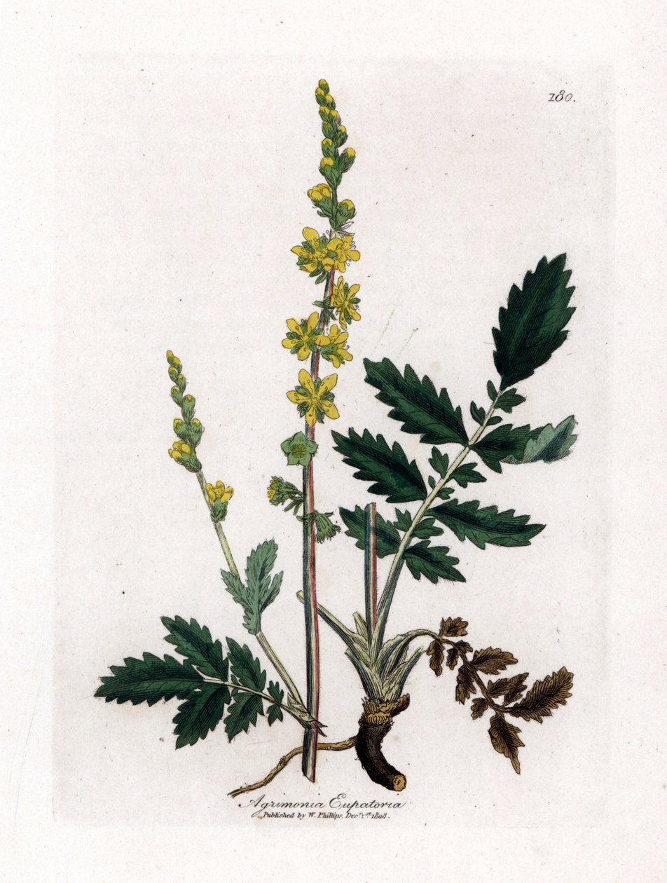 Eupatory hapan - Agrimony, Agrimonia eupatoria. Käsinvärinen kuparilevykaiverrus James Sowerbyn kasvitieteellisestä kuvituksesta William Woodvillesta ja Sir William Jackson Hookerin "" Medical Botany" -teoksesta, John Bohn, Lontoo tekijältä James Sowerby