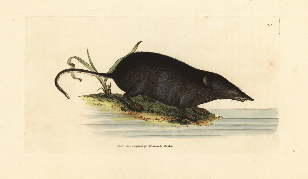 Euraasian vesipiippu, Neomys fodiens (Sorex ciliatus, hapsupyrstöhiire). James Sowerbyn käsinvärinen kuparikaiverrus The British Miscellanysta tai värillisiä hahmoja uusista, harvinaisista tai vähän tunnetuista eläimistä. tekijältä James Sowerby