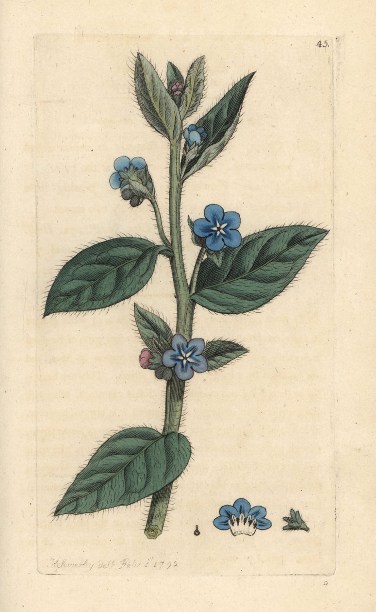Evergreen bugloss, Pentaglottis sempervirens (Evergreen alkanet, Anchusa sempervirens) Käsinvärinen kuparikaiverrus James Sowerbyn kuvituksen mukaan James Smithin Englannin kasvitieteellisestä lehdestä Lontoossa tekijältä James Sowerby