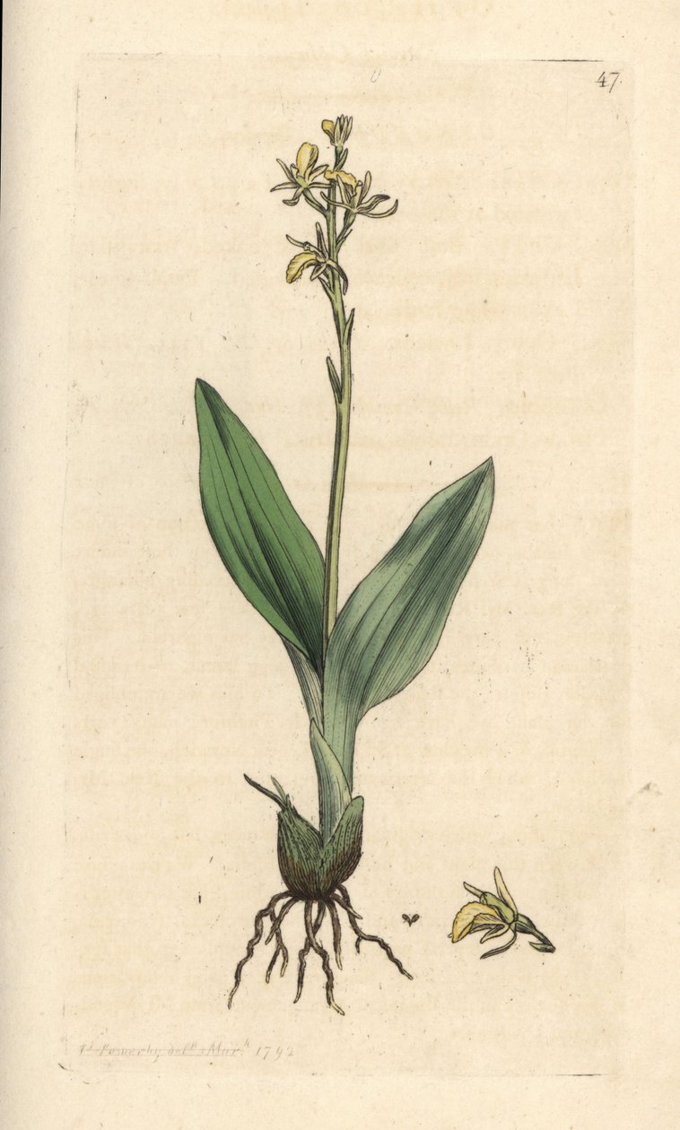 Suoorkidea, Liparis loeselii (Dwarf ophrys, Ophrys loeselii). Käsinvärinen kuparikaiverrus James Sowerbyn kuvituksen jälkeen James Smithin Englannin kasvitieteellisestä lehdestä Lontoossa tekijältä James Sowerby