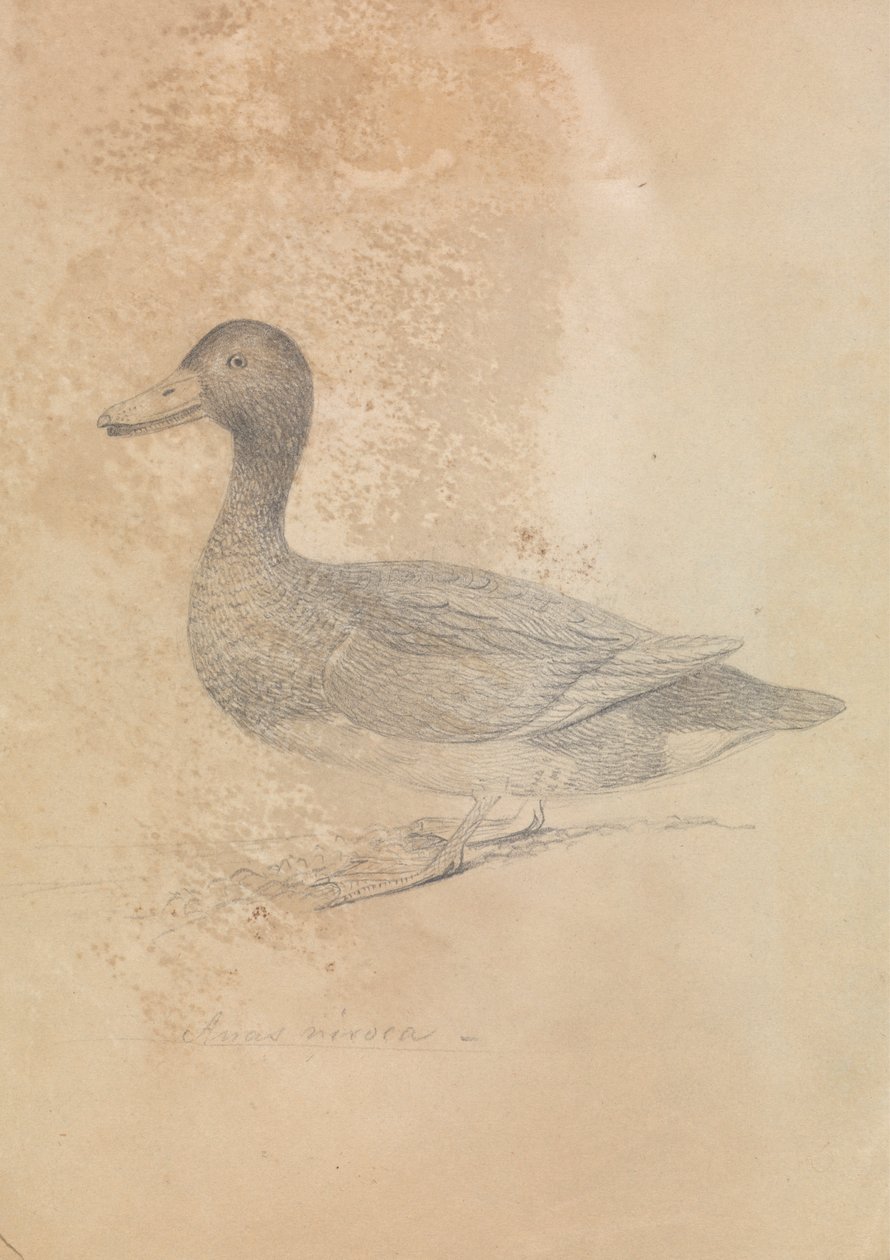 Ferruginous Duck tekijältä James Sowerby