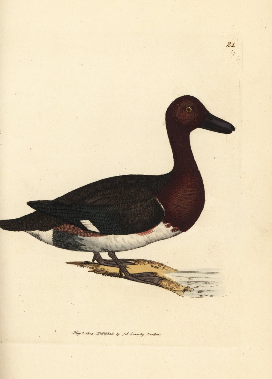 Ferruginous pochard, Aythya nyroca (Anas nyroca, oliivituftattu ankka). James Sowerbyn käsinvärinen kuparikaiverrus The British Miscellanysta tai värillisiä hahmoja uusista, harvinaisista tai vähän tunnetuista eläimistä. tekijältä James Sowerby