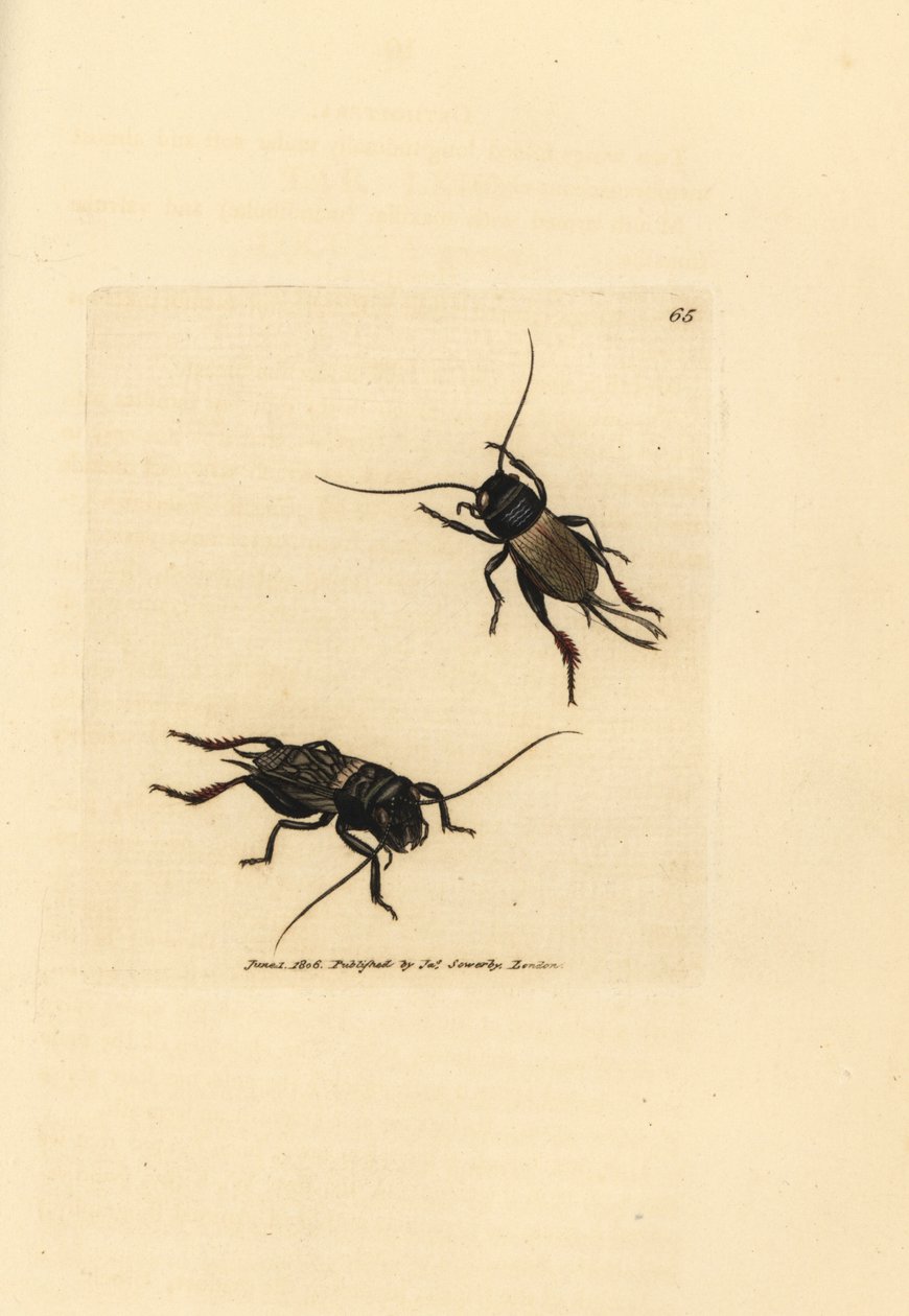 Kenttäkriketti, Gryllus campestris (Accheta campestris). James Sowerbyn käsinvärinen kuparikaiverrus The British Miscellanysta tai värillisiä hahmoja uusista, harvinaisista tai vähän tunnetuista eläimistä. tekijältä James Sowerby