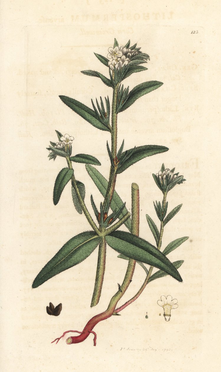 Field gromwell, Buglossoides arvensis (Lithospermum arvense) (Gremil des champs) Käsinvärinen kuparikaiverrus James Sowerbyn piirustuksen jälkeen James Smithin Englannin kasvitieteestä, Lontoo tekijältä James Sowerby