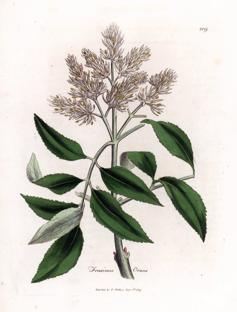 Kukkiva saarni, Fraxinus ornus. Käsinvärinen kuparilevykaiverrus James Sowerbyn kasvitieteellisestä kuvituksesta William Woodvillesta ja Sir William Jackson Hookerin "" Medical Botany" -teoksesta, John Bohn, Lontoo tekijältä James Sowerby