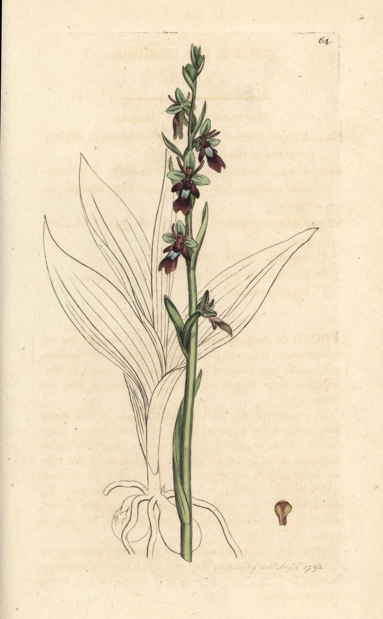 Perhoorkidea, Ophrys insectifera (Fly orchis, Ophrys muscifera). Käsinvärinen kuparikaiverrus James Sowerbyn kuvituksen jälkeen James Smithin Englannin kasvitieteellisestä lehdestä Lontoossa tekijältä James Sowerby