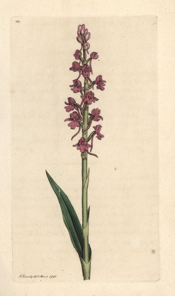Tuoksuva orkidea, Gymnadenia conopsea (Aromaattinen orkidea, Orchis conopsea). Käsinvärinen kuparikaiverrus James Sowerbyn kuvituksen jälkeen James Smithin Englannin kasvitieteellisestä lehdestä Lontoossa tekijältä James Sowerby