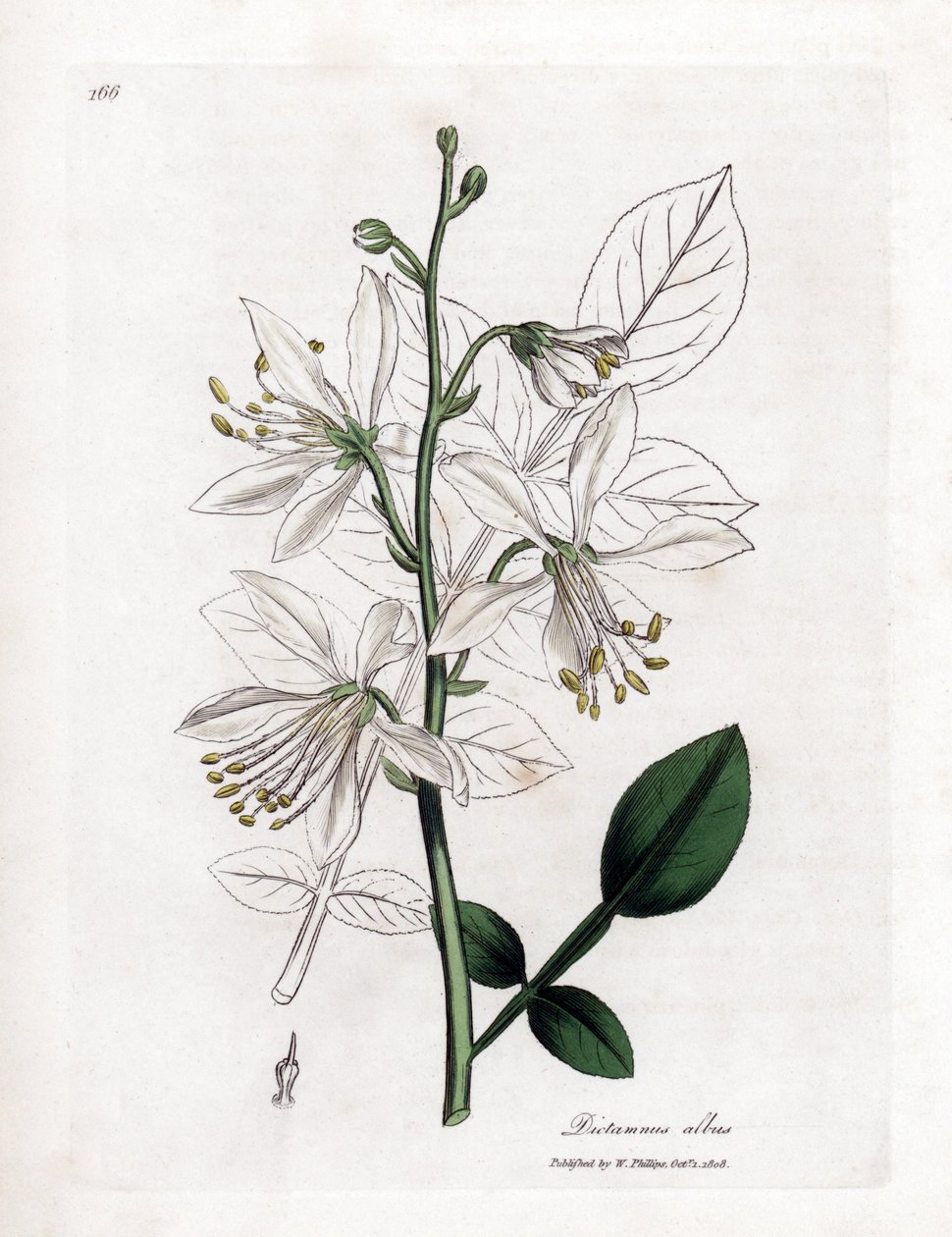 Fraxinelle - Valkoinen fraxinella tai basard dittany, Dictamnus albus. Käsinvärinen kuparilevykaiverrus James Sowerbyn kasvitieteellisestä kuvituksesta William Woodvillesta ja Sir William Jackson Hookerin "" Medical Botany" -teoksesta, John Bohn, Lontoo tekijältä James Sowerby