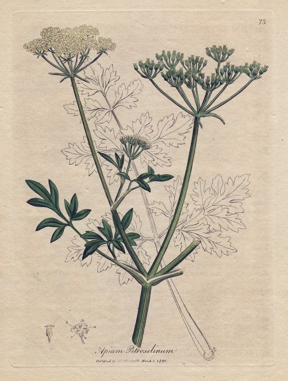 Paistettu persilja (Apium petroselinum). Käsinvärjätty kuparikaiverrus James Sowerbyn kuvituksesta. Ote William Woodvillen ja Sir William Jackson Hookerin kirjasta "" Botanique medicale"" 1832. Väsymätön Sowerby (1757-1822) piirsi enemmän t. tekijältä James Sowerby