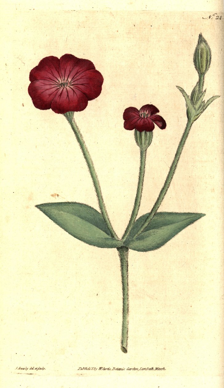 Puutarhaunikko - Pink Campion, Silene coronaria (Simpukka tai kampi, Agrostemma coronaria). James Sowerbyn käsinvärinen kuparikaiverrus ja kasvitieteellinen kuvitus William Curtisin The Botanical Magazinesta, Lambeth Marsh, Lontoo tekijältä James Sowerby