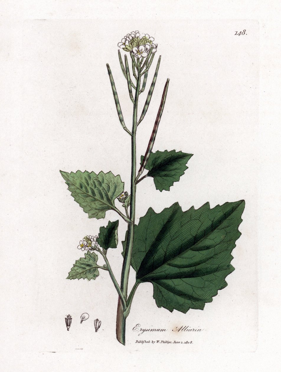 Valkosipulisinappi, Alliaria petiolata. Käsinvärinen kuparilevykaiverrus James Sowerbyn kasvitieteellisestä kuvituksesta William Woodvillesta ja Sir William Jackson Hookerin "" Medical Botany" -teoksesta, John Bohn, Lontoo tekijältä James Sowerby
