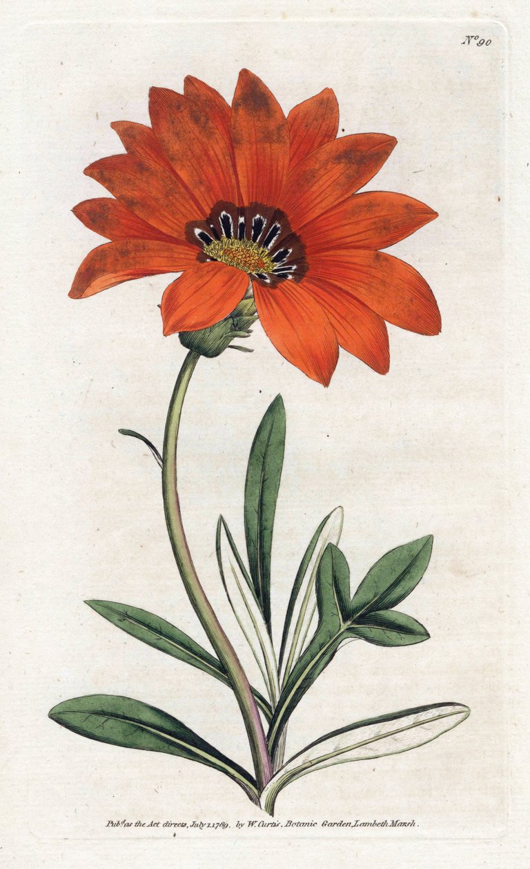Gazania (gazania) jyrkkä - James Sowerbyn (1757-1822) litografia William Curtisin kasvitieteellisestä lehdestä (1746-1799) tekijältä James Sowerby