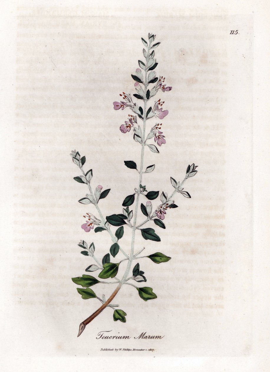 Germandree marum tai kissan germandree - Kissatimjami, Teucrium marum. Käsinvärinen kuparilevykaiverrus James Sowerbyn kasvitieteellisestä kuvituksesta William Woodvillesta ja Sir William Jackson Hookerin "" Medical Botany" -teoksesta, John Bohn, Lontoo tekijältä James Sowerby