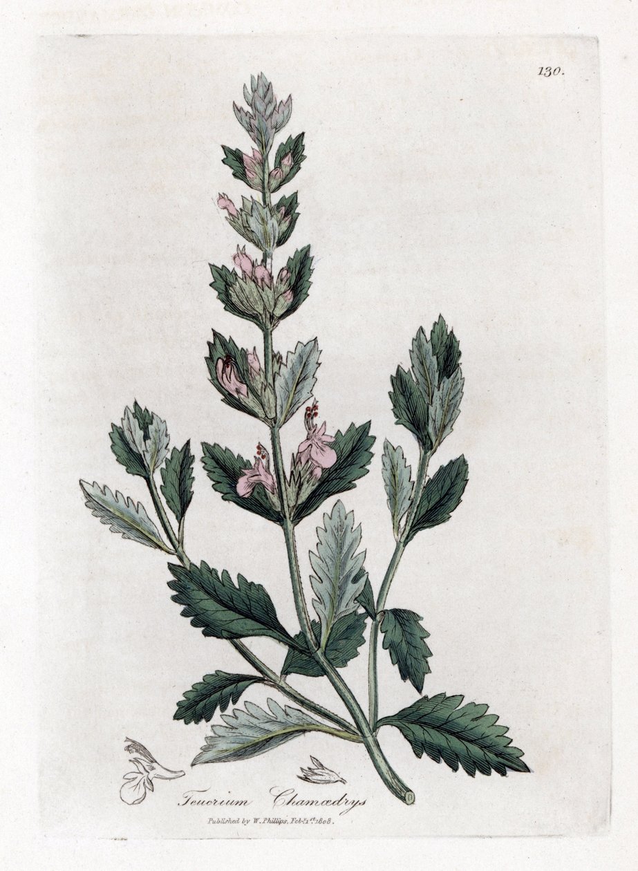 Germandree petit tammi - Saksanpentu, Teucrium chamaedrys. Käsinvärinen kuparilevykaiverrus James Sowerbyn kasvitieteellisestä kuvituksesta William Woodvillesta ja Sir William Jackson Hookerin "" Medical Botany" -teoksesta, John Bohn, Lontoo tekijältä James Sowerby