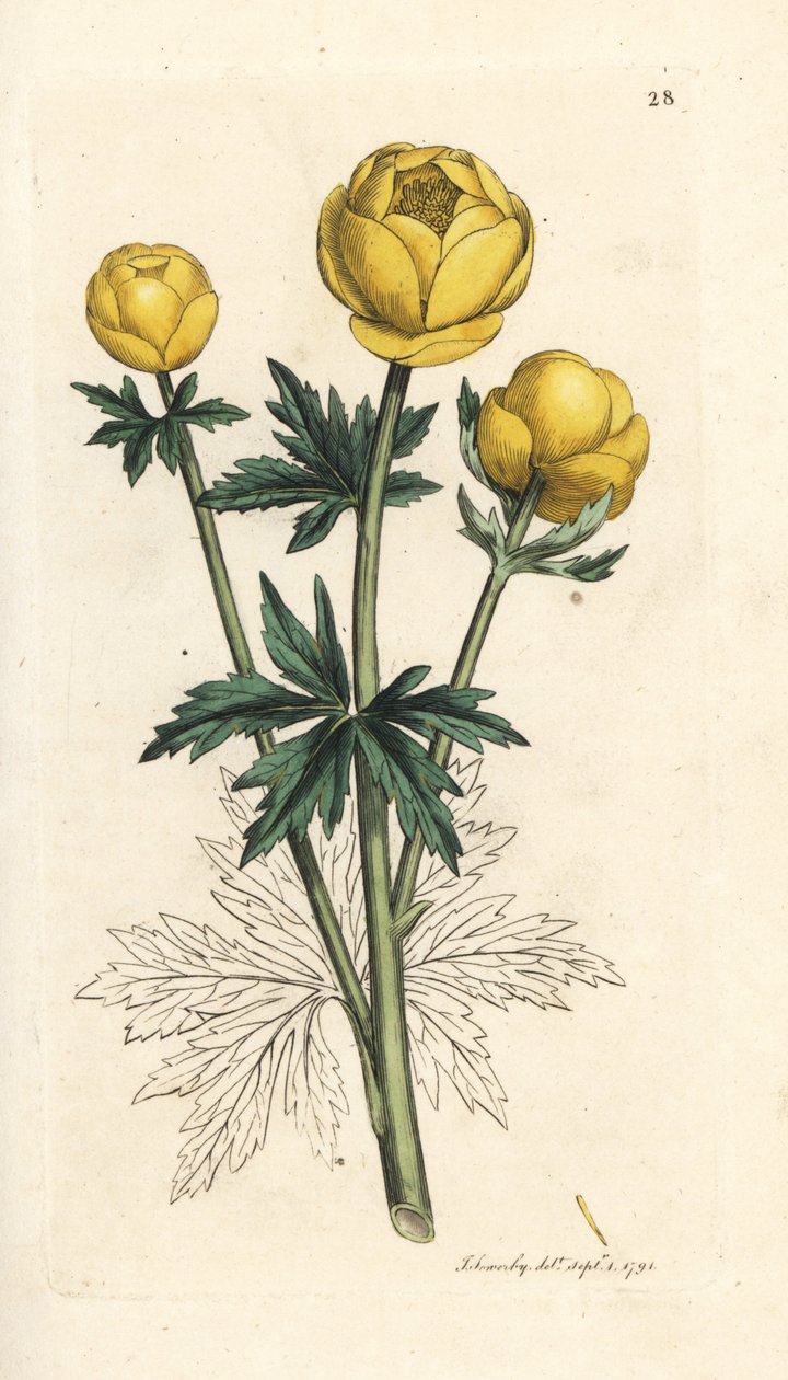 Maapallon kukka, Trollius europaeus. Käsinvärinen kuparikaiverrus James Sowerbyn kuvituksen jälkeen James Smithin Englannin kasvitieteellisestä lehdestä Lontoossa tekijältä James Sowerby