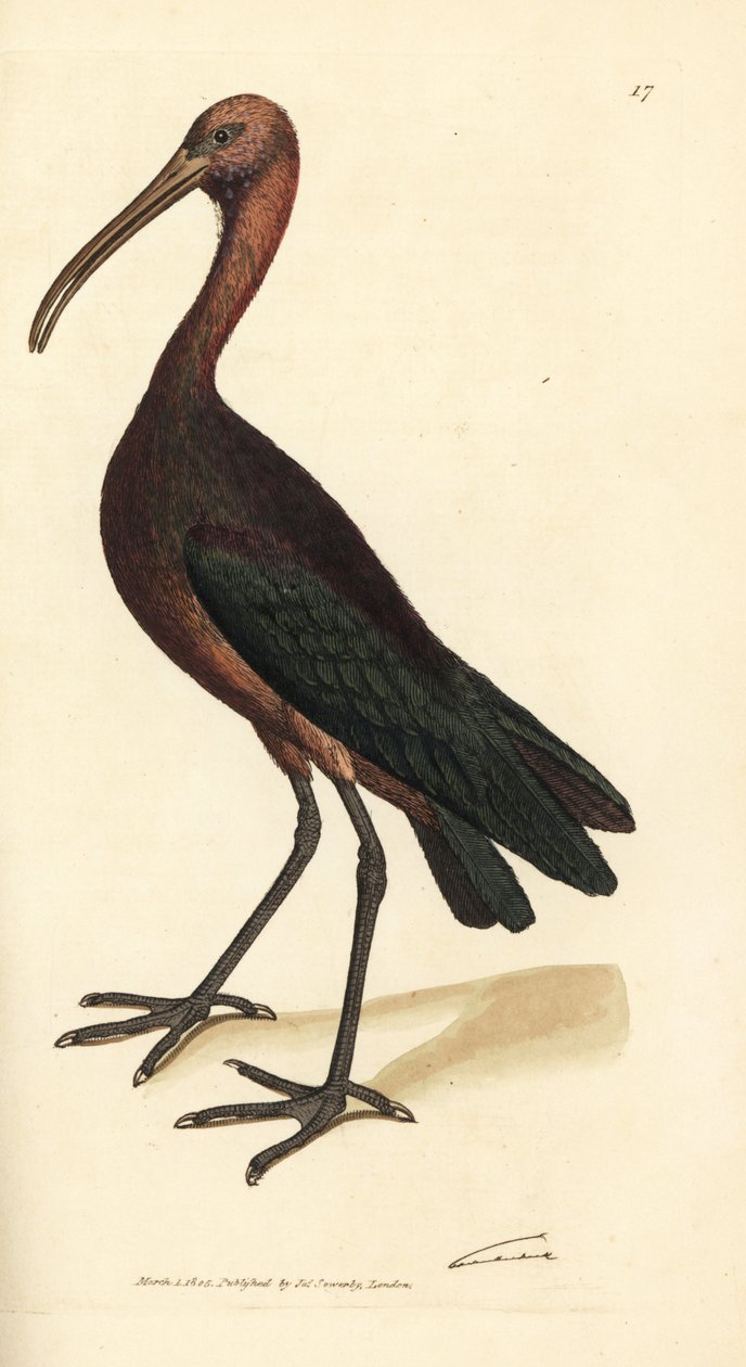 Kiiltävä ibis, Plegadis falcinellus (Bay ibis, Tantalus falcinellus). James Sowerbyn käsinvärinen kuparikaiverrus The British Miscellanysta tai värillisiä hahmoja uusista, harvinaisista tai vähän tunnetuista eläimistä. tekijältä James Sowerby