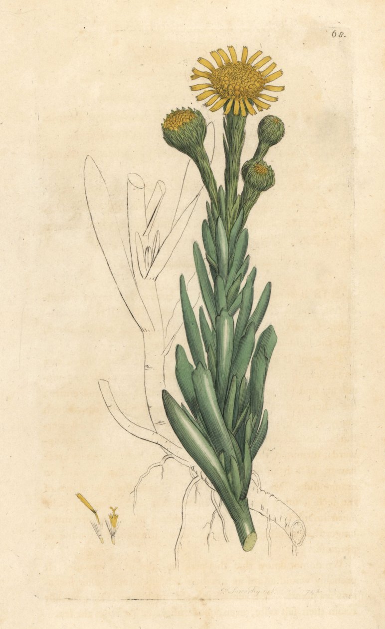 Kultainen samphire, Limbarda crithmoides (Samphire-leaved fleabane, Inula crithmoides) Käsinvärinen kuparikaiverrus James Sowerbyn piirustuksen jälkeen James Smithin Englannin kasvitieteestä, Lontoo tekijältä James Sowerby