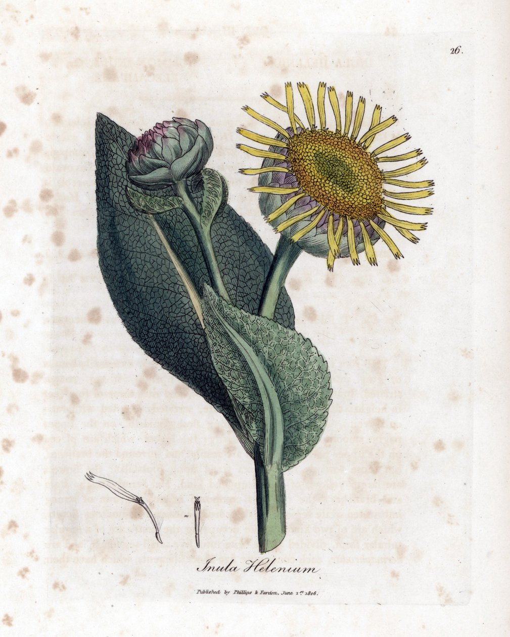 Grande Aunee - Elecampane, Inula helenium. Käsinvärinen kuparilevykaiverrus James Sowerbyn kasvitieteellisestä kuvituksesta William Woodvillesta ja Sir William Jackson Hookerin "" Medical Botany" -teoksesta, John Bohn, Lontoo tekijältä James Sowerby