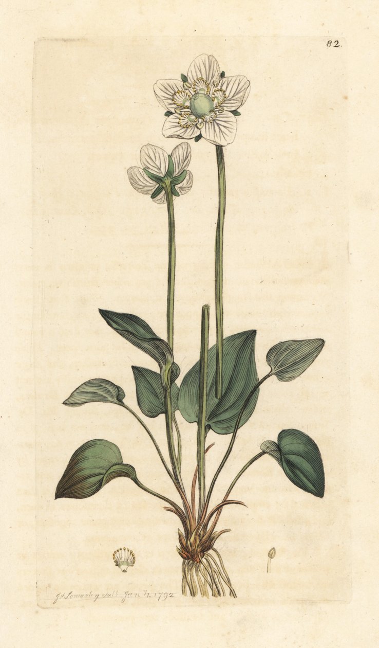 Grassy of Parnassus, Parnassia palustris Käsinvärinen kuparikaiverrus James Sowerbyn kuvituksen jälkeen James Smithin Englannin kasvitieteestä Lontoossa tekijältä James Sowerby