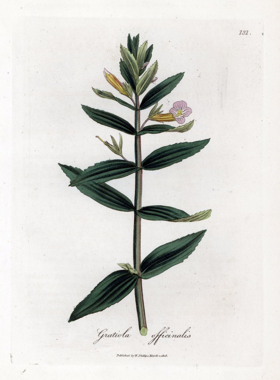 Gratiole officinale - Hedge-iisoppi, Gratiola officinalis. Käsinvärinen kuparilevykaiverrus James Sowerbyn kasvitieteellisestä kuvituksesta William Woodvillesta ja Sir William Jackson Hookerin "" Medical Botany" -teoksesta, John Bohn, Lontoo tekijältä James Sowerby