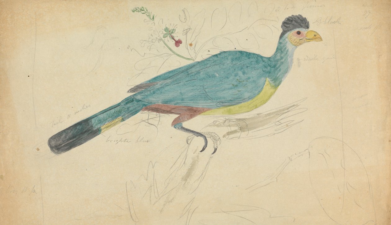 Upea sininen turaco tekijältä James Sowerby